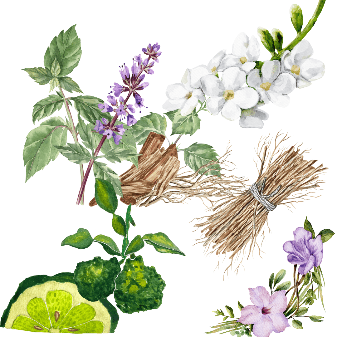 Nischenduft Rohstoffe als Zeichnung scent amor