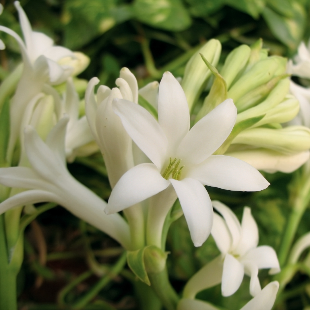 Blüten der Tuberose als Rohstoff für florale Nischenparfums