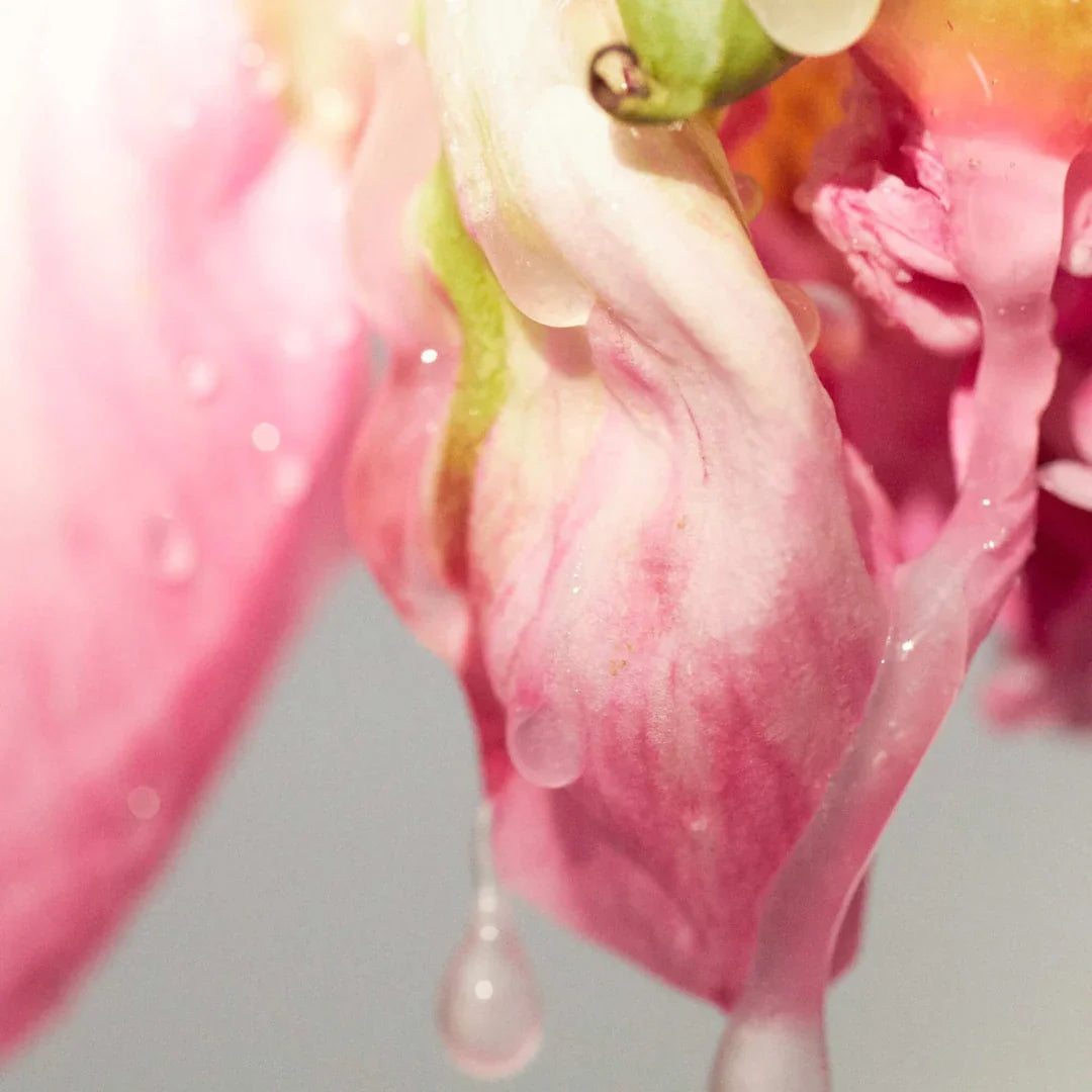 Nahaufnahme einer tropfenden rosa Blüte mit Wassertropfen. Produkt: "Painting it Sweet" von Emil Élise.