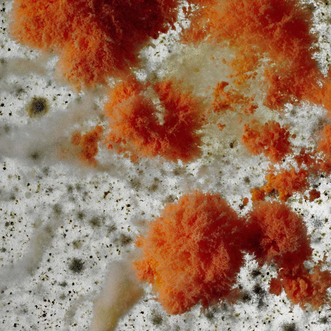 Flauschige orange Strukturen, die an Moos oder Pilzwachstum erinnern, verstreut auf einer unregelmäßigen weißen Oberfläche. Produkt: Stora Skuggan Sample Set. Anbieter: Stora Skuggan.