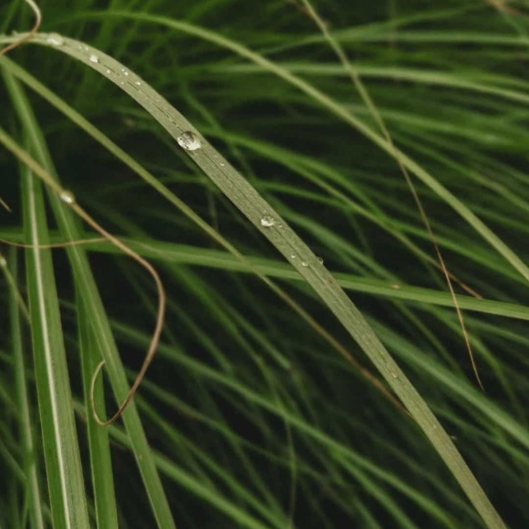 Czech & Speake Vetiver Vert Eau de Parfum bei scent amor mit grünem Vetiver Gras