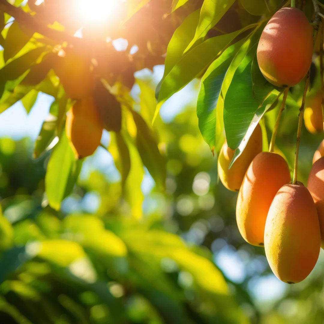 Nectar Olfactif Cerana  Mango Früchte auf Baum scent amor Ihrem Fachmann für Nischendüfte