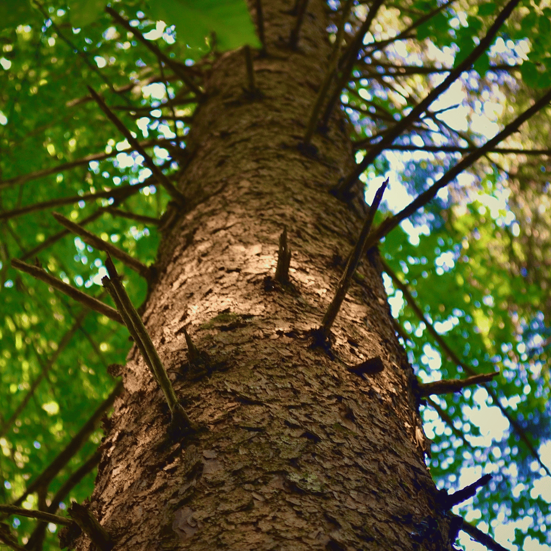 RESINA Extrait de Parfum Adame Baum mit Harz bei scent amor