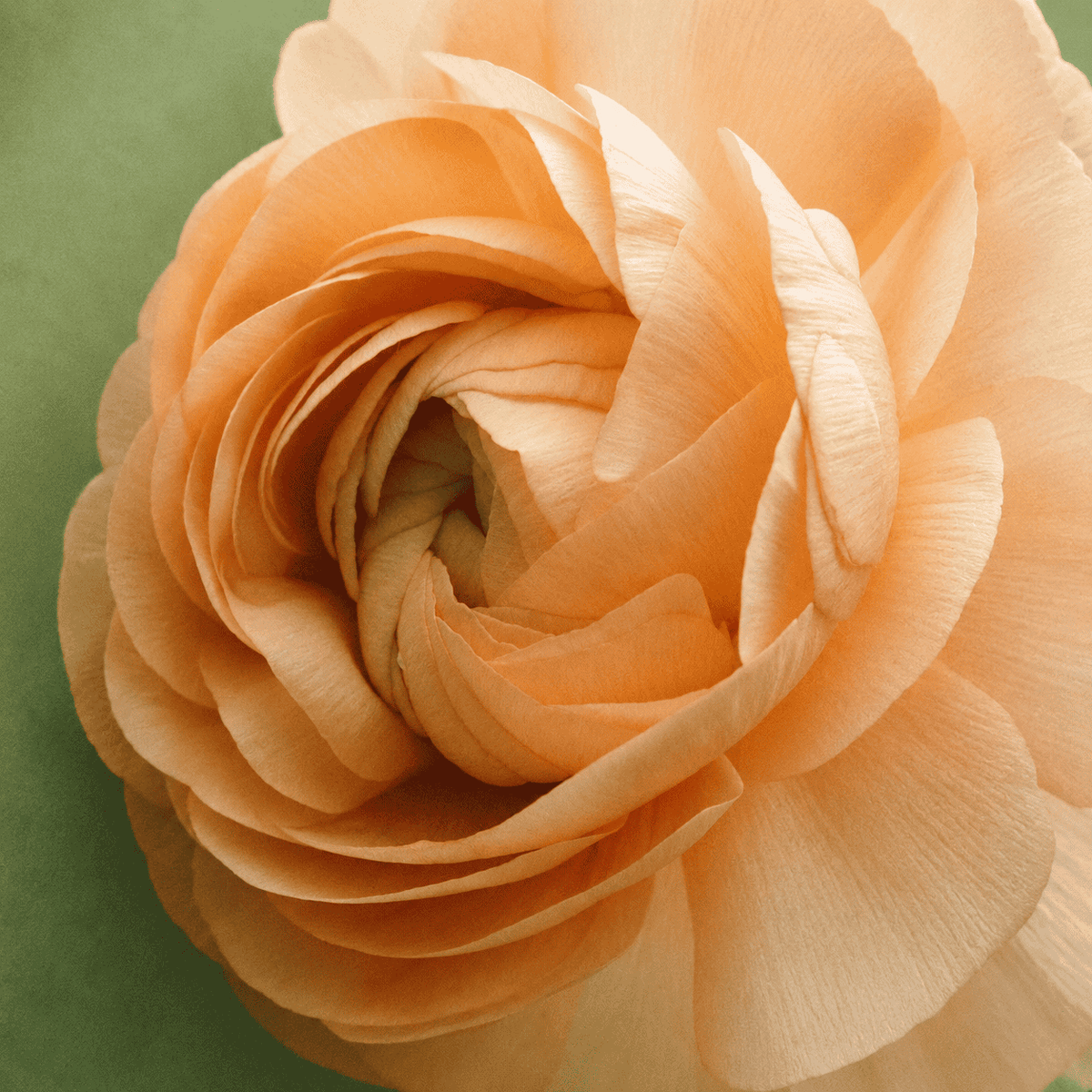 Racyne Garden Song Eau de Parfum bei scent amor mit Blüte