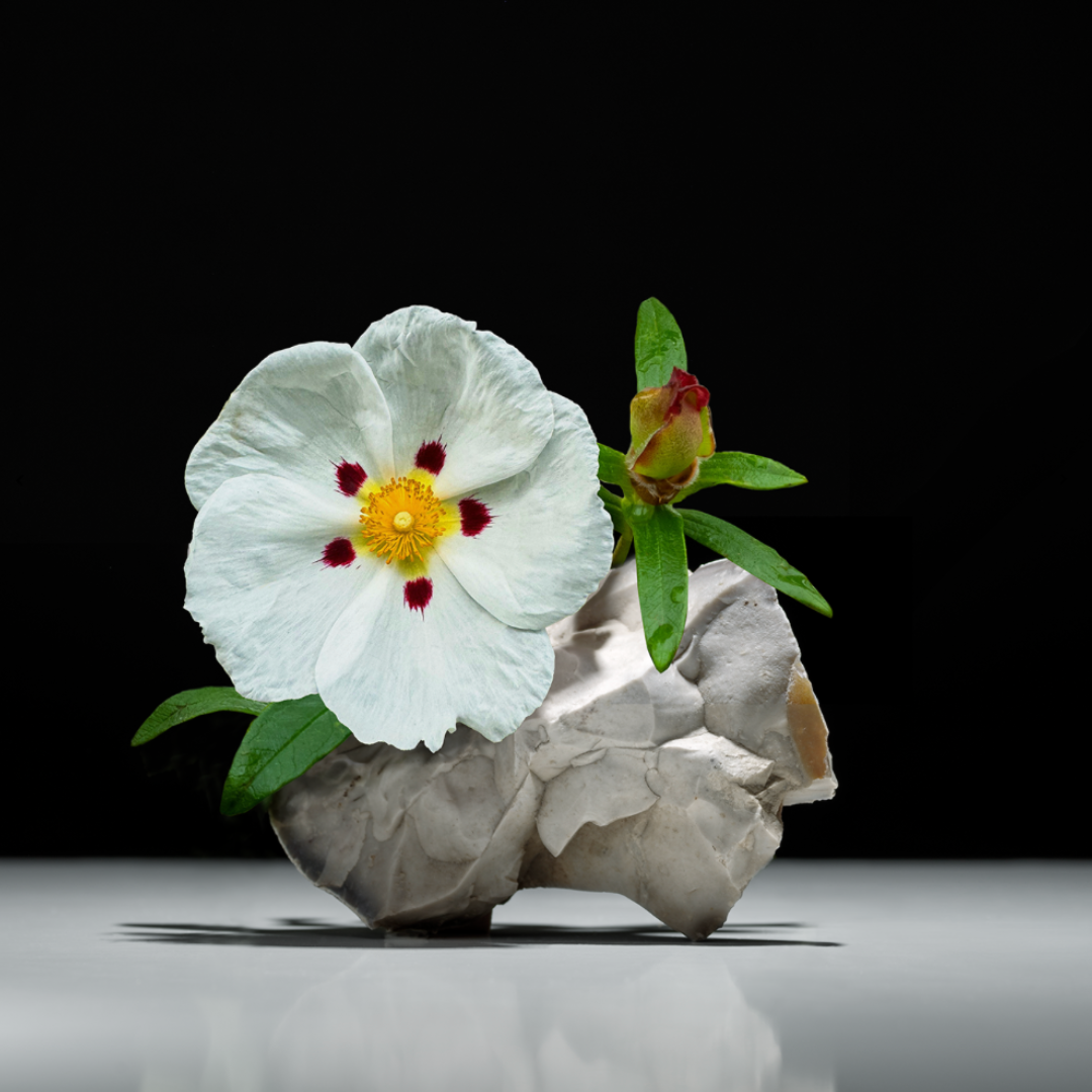 D:SOL MMXVI Ládano Eau de Parfum, Nahaufnahme einer Cistusblüte auf Stein als visuelle Anspielung auf das Labdanum-Herz des Dufts, erhältlich bei scent amor.