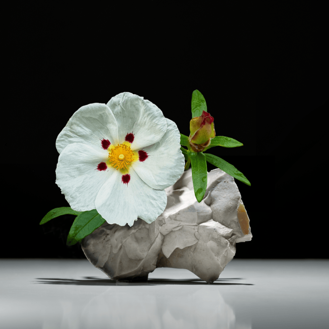 D:SOL MMXVI Ládano Eau de Parfum, Nahaufnahme einer Cistusblüte auf Stein als visuelle Anspielung auf das Labdanum-Herz des Dufts, erhältlich bei scent amor.