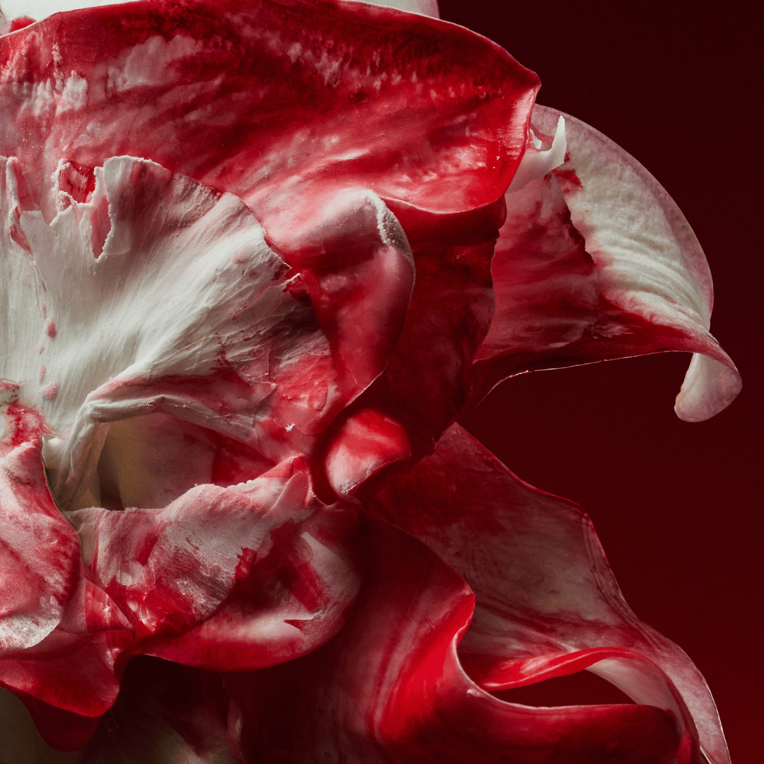rot - weiße Rosenblüte im Detail