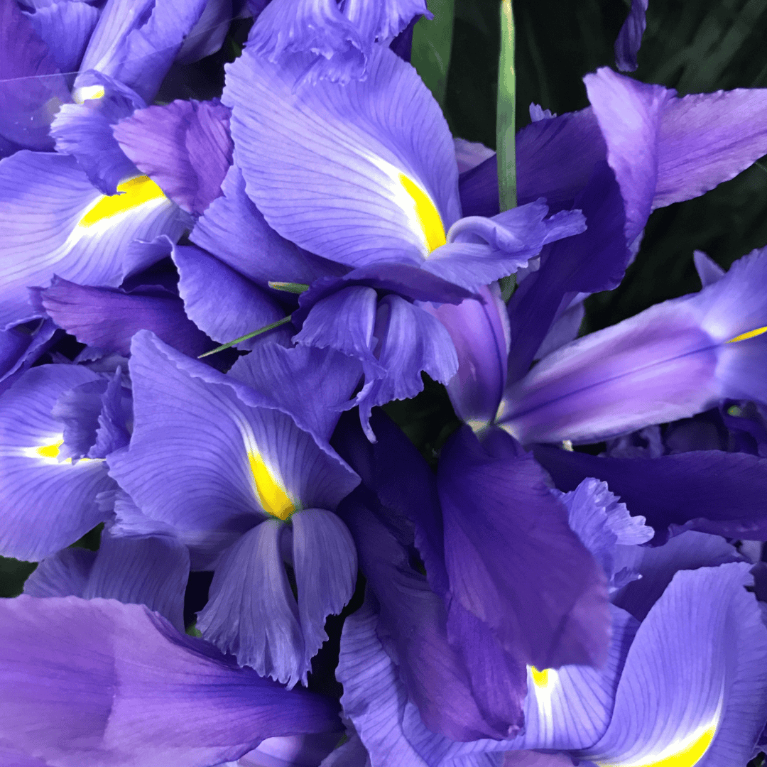 Iris im Nischenparfum – die stille Eleganz aus der Wurzel