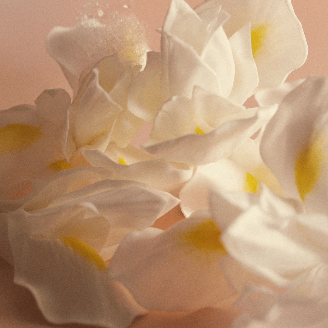 D'ORSAY Sur tes levres  Blüten bei scent amor Fachmann für Nischenparfum