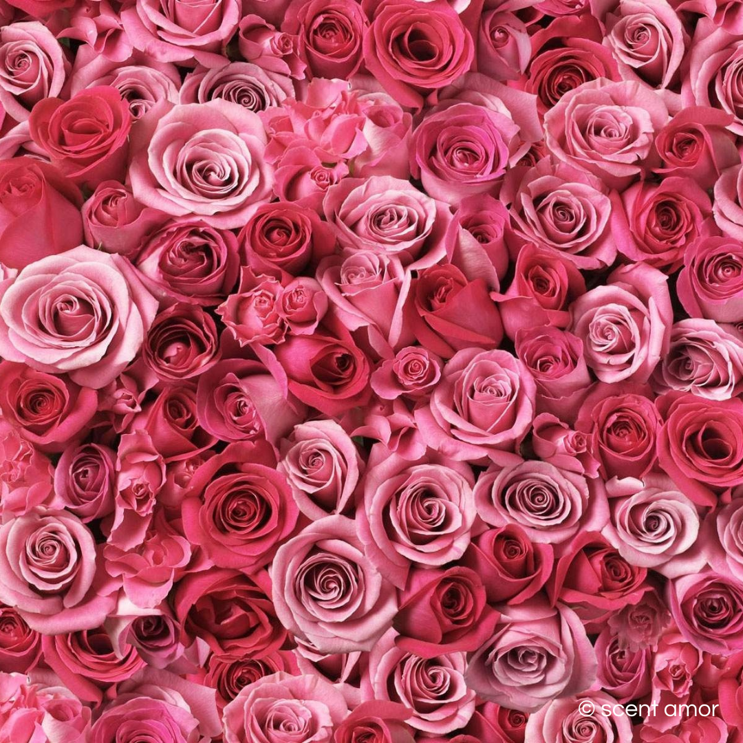 tauer perfumes incense rose rosen