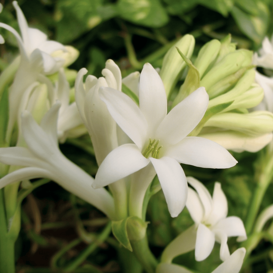 Tuberose Blüten