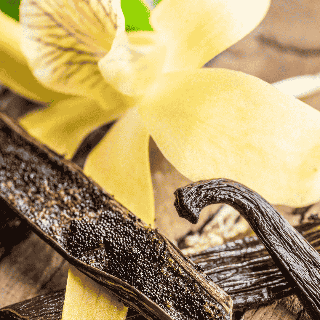 Vanilleblüte und Schoten
