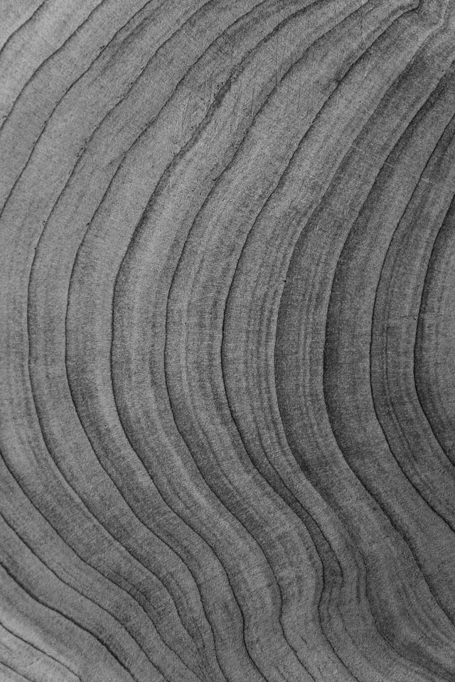 Jahresringe eines Baumstamms für holzige Düfte.